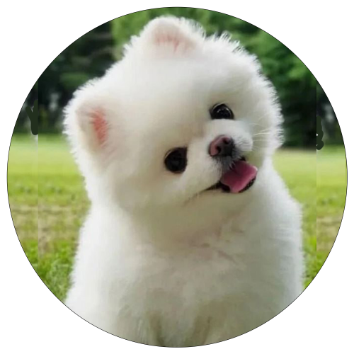 BIDO Coin: The Cutest Albino Dog MEME Coin in the MEME Coin Universe