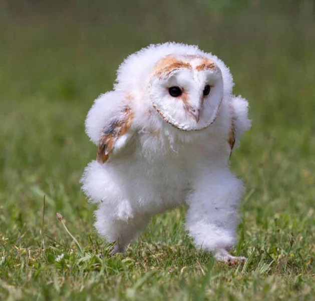 Alfred MEME Coin: Indifference and Coolness with Baby Barn Owl