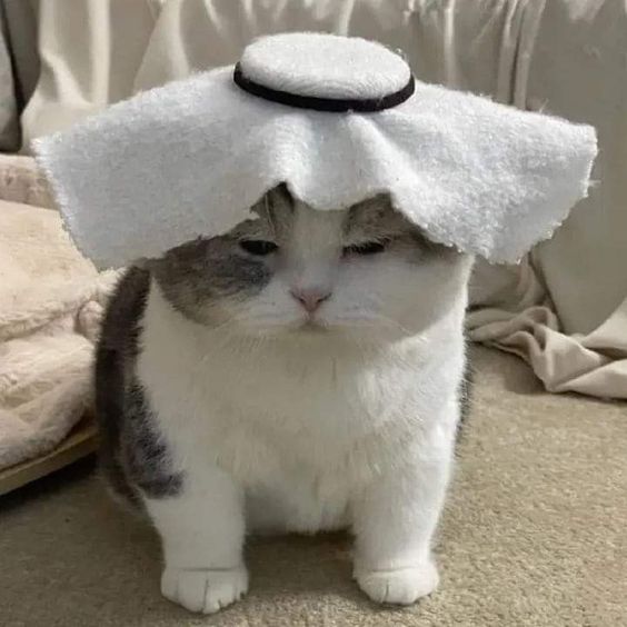 $ALLAHCHI Coin: Adorable Muslim Cat MEME Coin - Join the Purr-fect Journey!