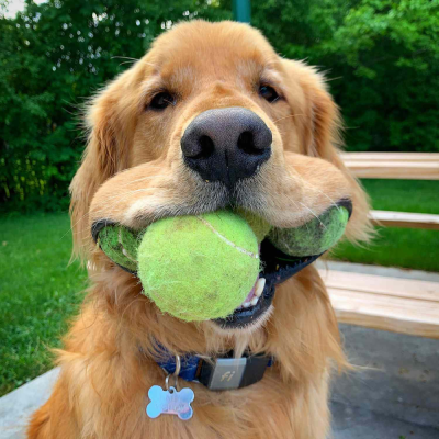 Augie Coin: Fun MEME Coin Celebrating Good Boy Augie the Retriever