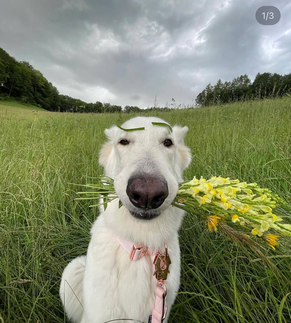 AYLA Coin: Solana MEME Coin - Dog with Flowers, Join Telegram