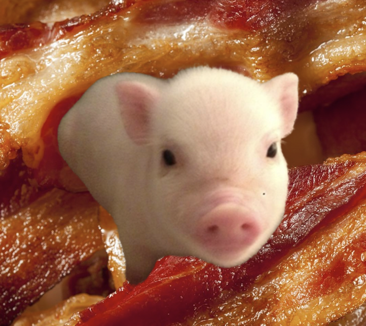 Bacon Coin: $BACON MEME Coin - Pig Token on Solana with Burn & Ads