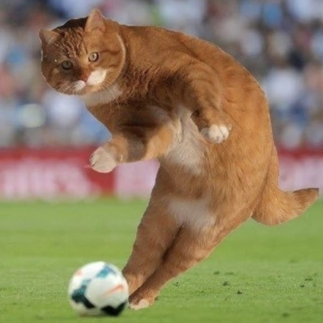 BALLER Coin: Get memeable with Baller Cat, the viral sports cat on SOL. Discover MEME Coins!'