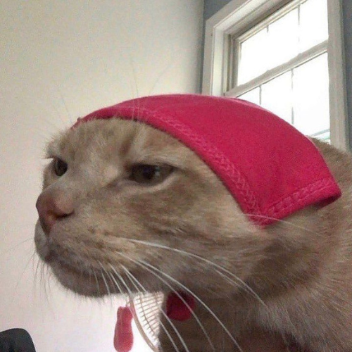 BANDIT Coin: The Ultimate MEME Coin with Bandana Cat, Join the Revolution!