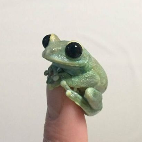 BANDS Coin: Meet Bands the Froggo, the Fun MEME Coin of the Future!