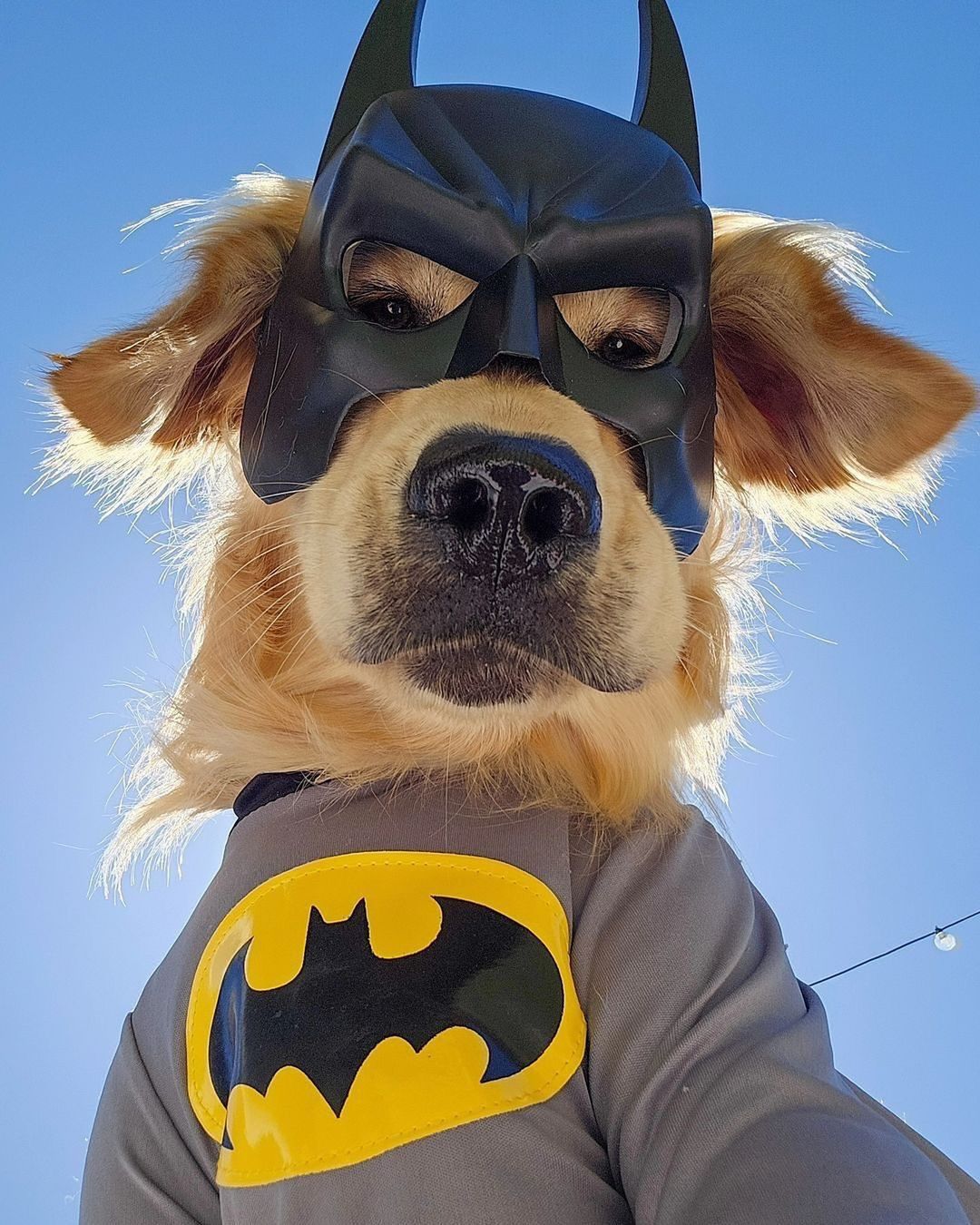 BATDOG Coin: Unleash the ultimate MEME Coin sensation! Join BATDOG now!