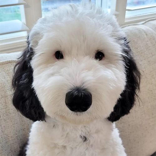 BAYLEY MEME Coin: Meet Bayley, the Adorable Pup in Crypto!