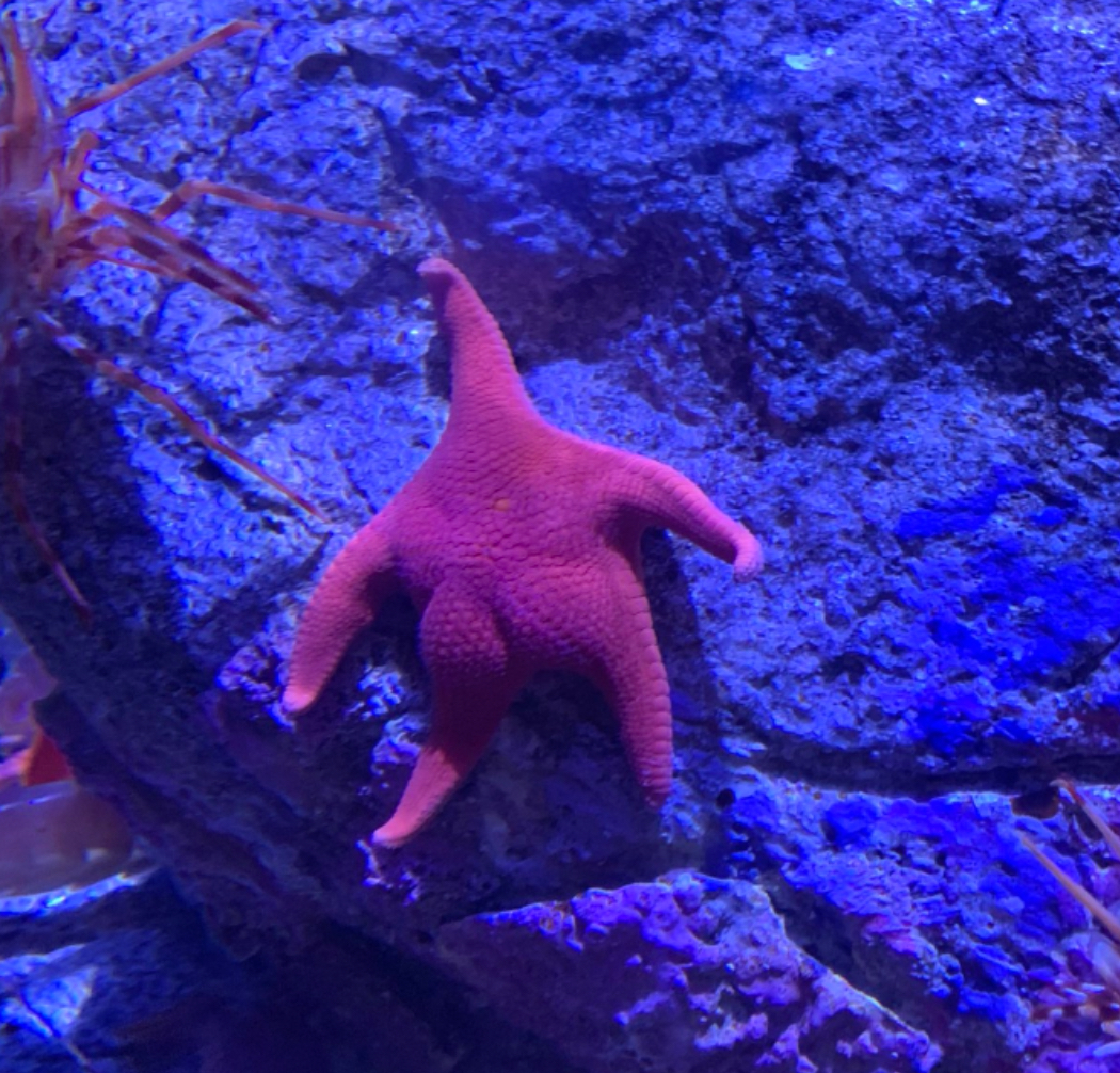 BBS: The ultimate MEME Coin with Big Butt Starfish and Thicc Starfish