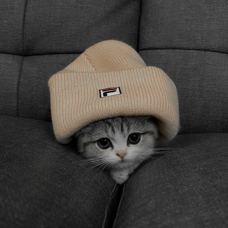 Beanie MEME Coin: Embrace the Beanie Cat Comeback with MEME Coin