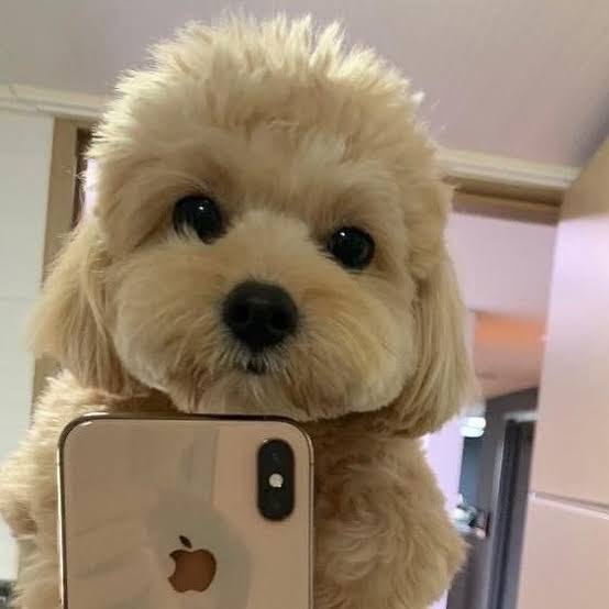 BENNY Coin: MEME Coin bringing fun and rewards from Solana's selfie dog