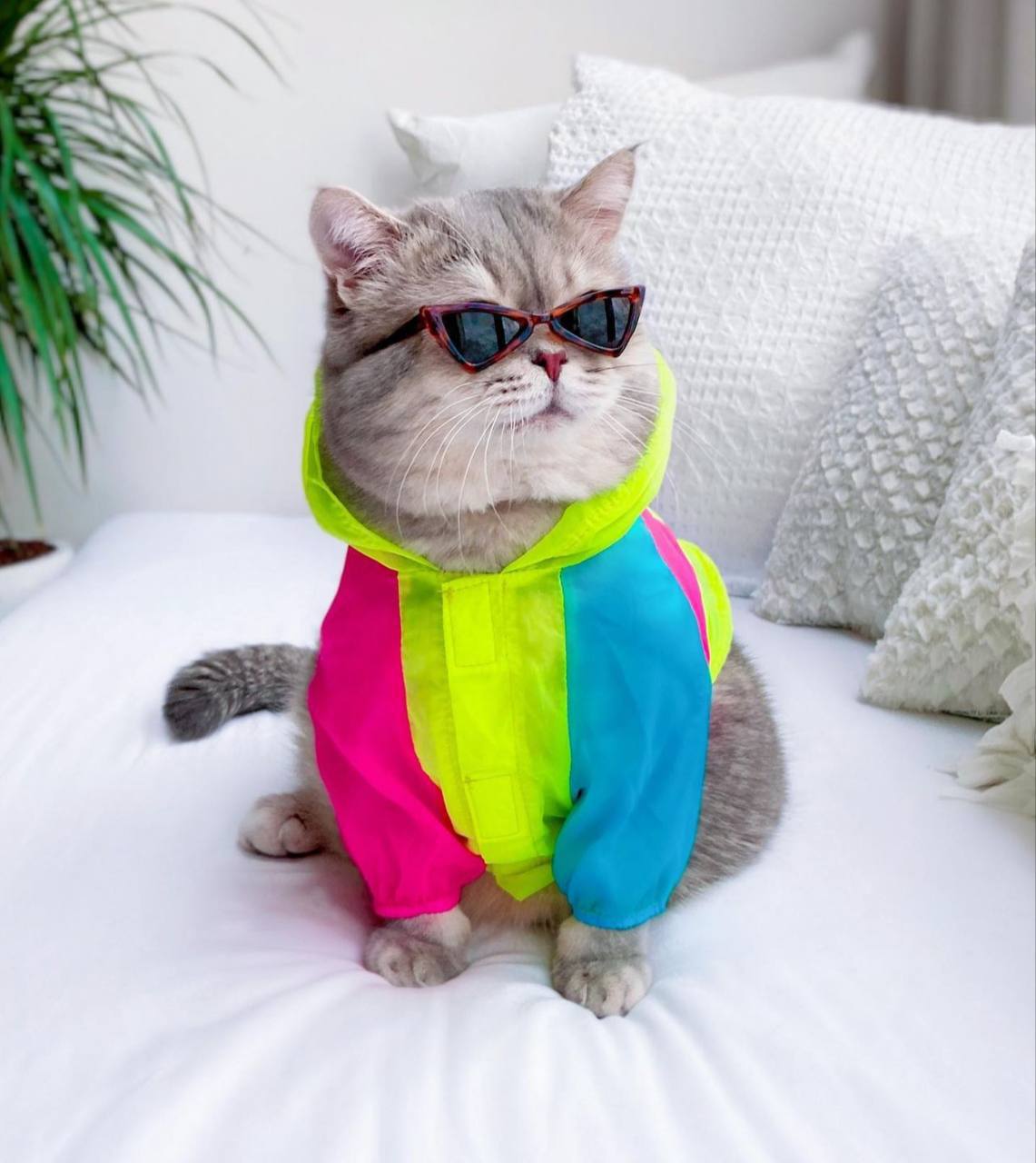 BENSON Coin: MEME Coin Inspired by Benson, Instagram's Cool Street Cat