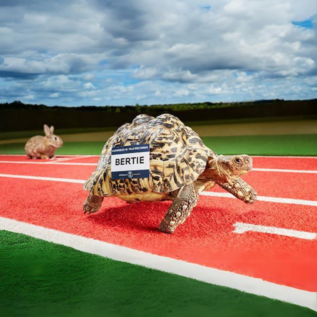 Bertie: Introducing the Fastest Turtle - Guinness Record Holder with 0.28 m/s Speed! Get Your MEME Coin Now!