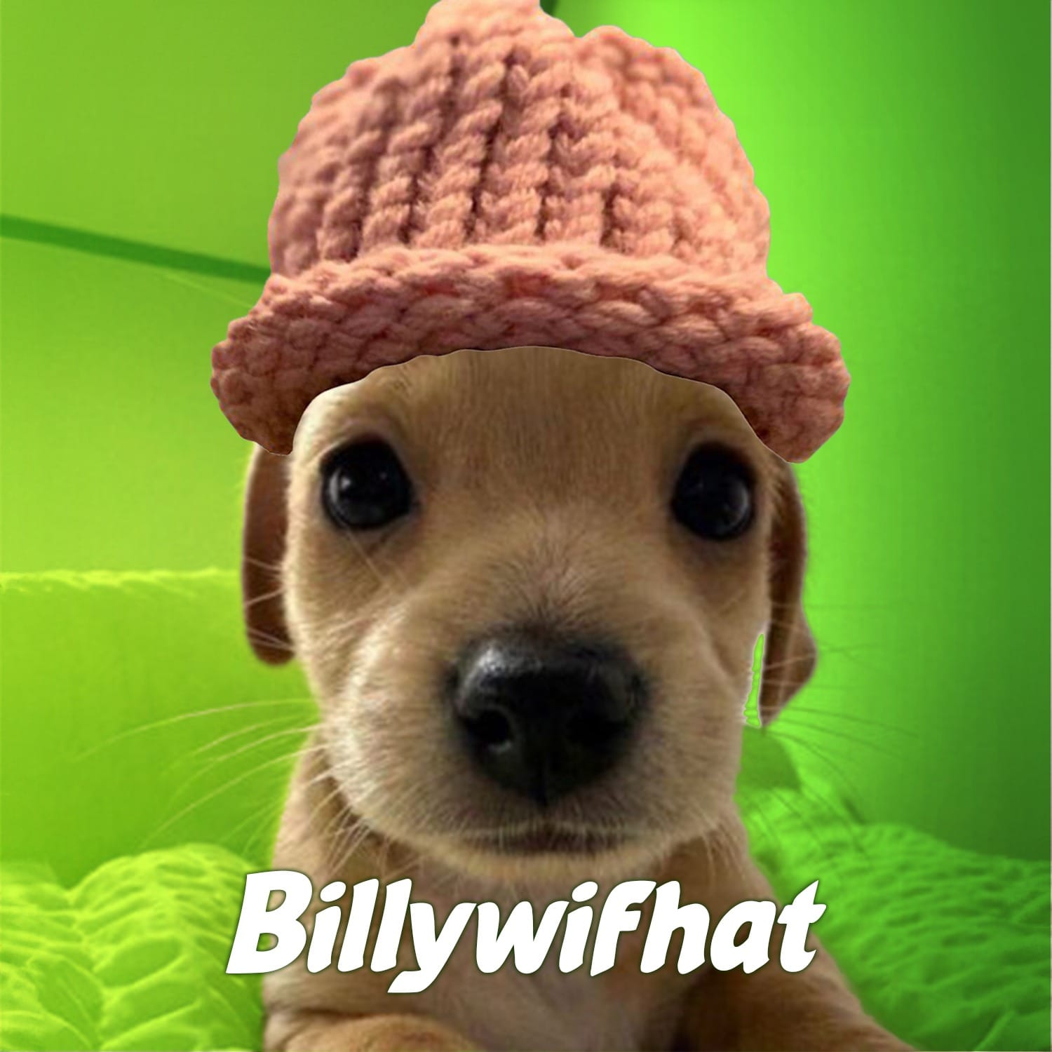 BIF Coin: Join the playful MEME Coin 'Billywifhat' world and have fun!