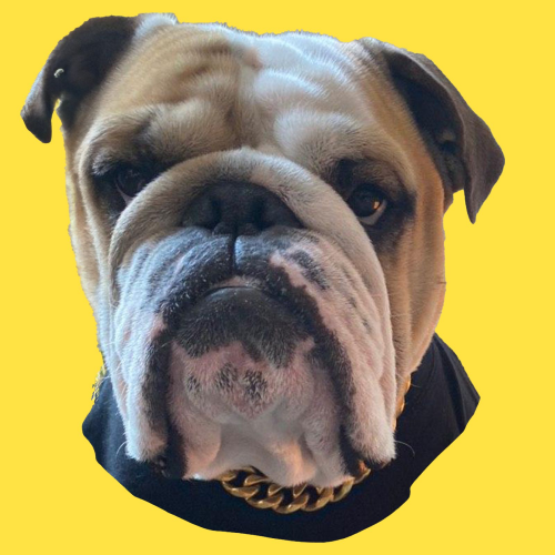 BIGGIE Coin: Meet the MEME Coin Protecting Wallets with Biggie Dog