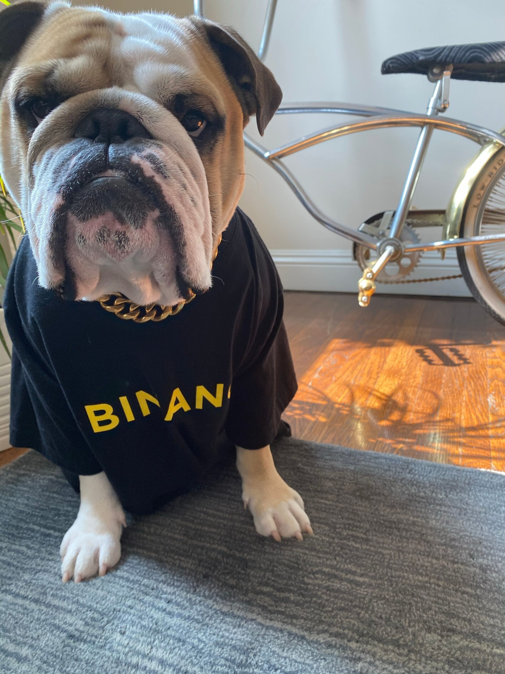 BIGGIE Coin: Iconic MEME Coin on Binance Dog Biggie Revolution