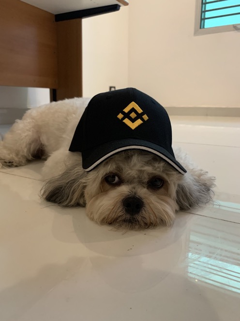 MAUI Coin: The Latest MEME Coin Sensation – Dive Into BINANCE DOG MAUI!