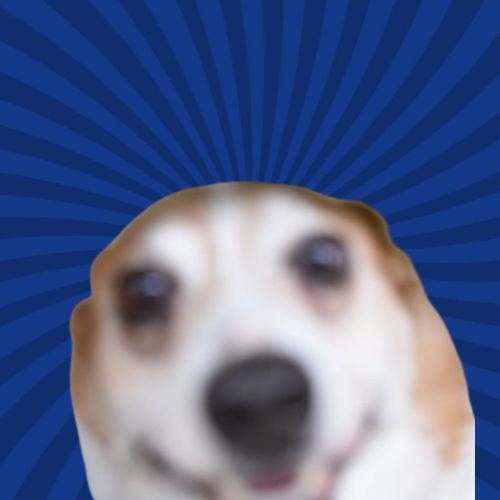 BLURRY Coin: Hilarious MEME Coin with blurry dogs – Join the blur fun!