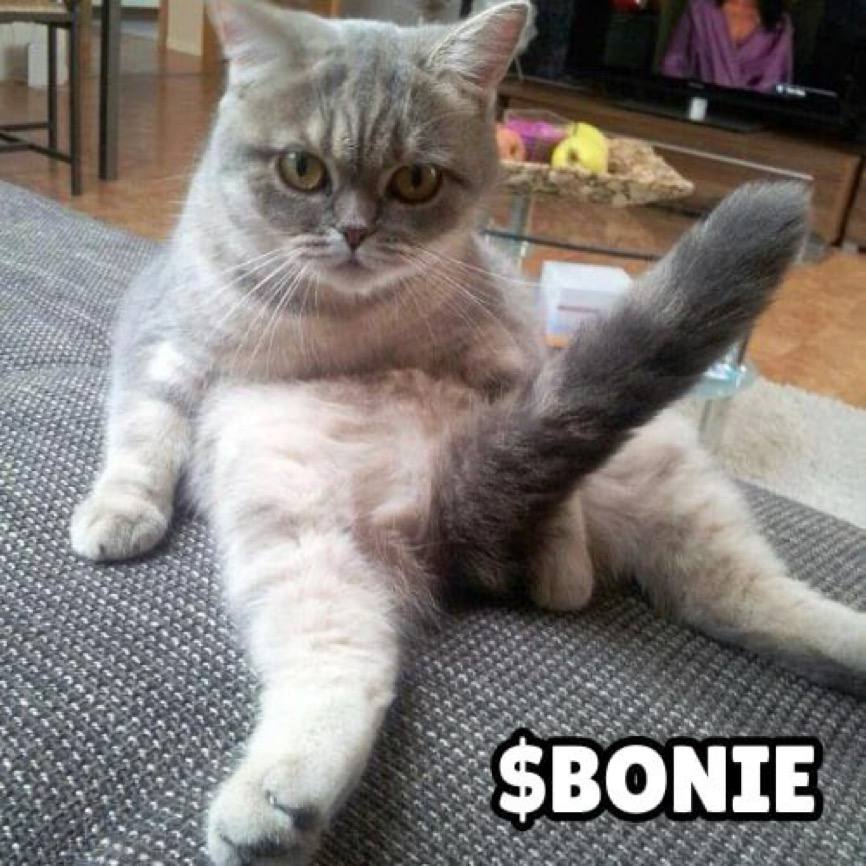 Bonie Coin: Meet $Bonie, the Horniest Cat MEME Coin on Solana!