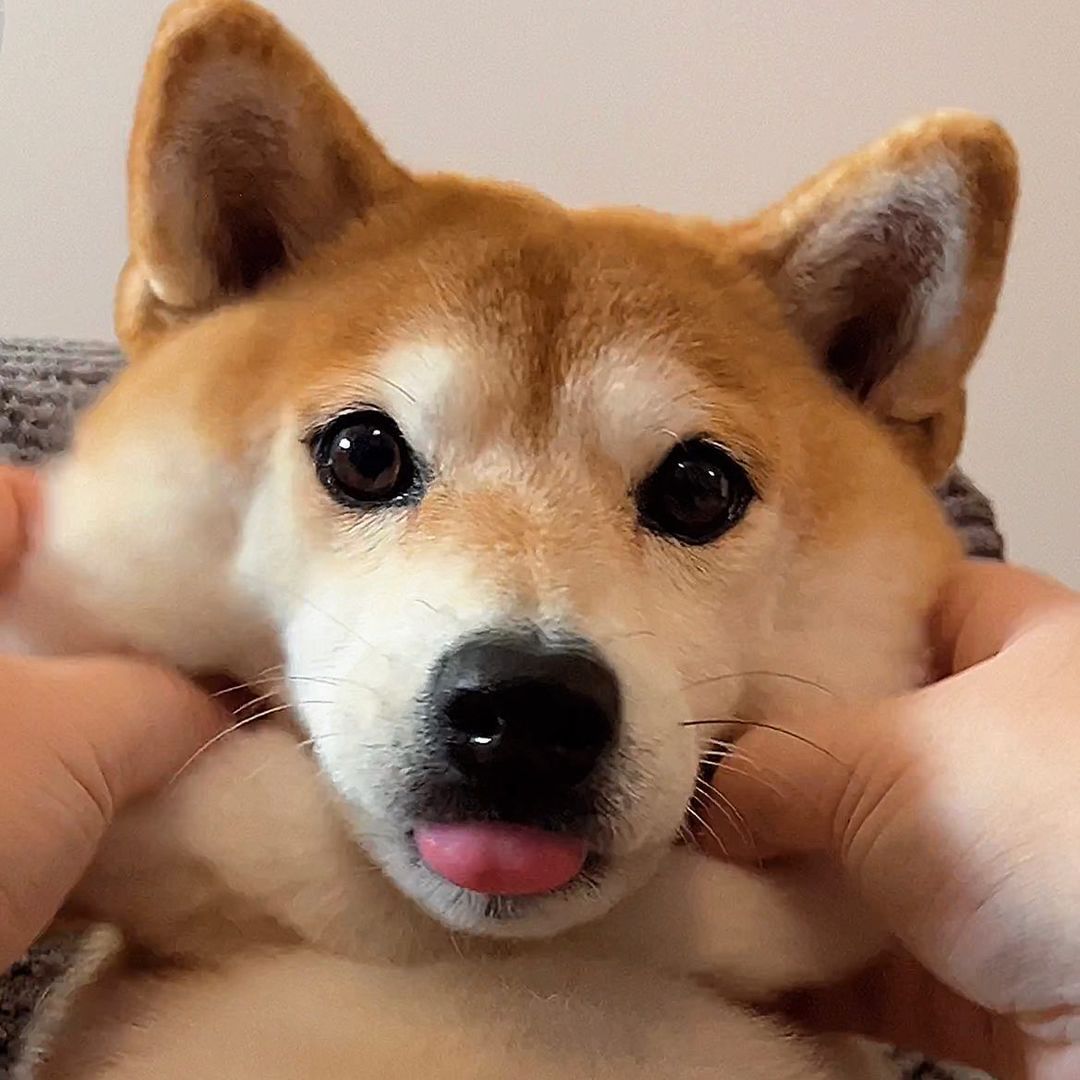 BORK: Introducing #1 Tiktok Shiba MEME Coin Inspired by Eevee