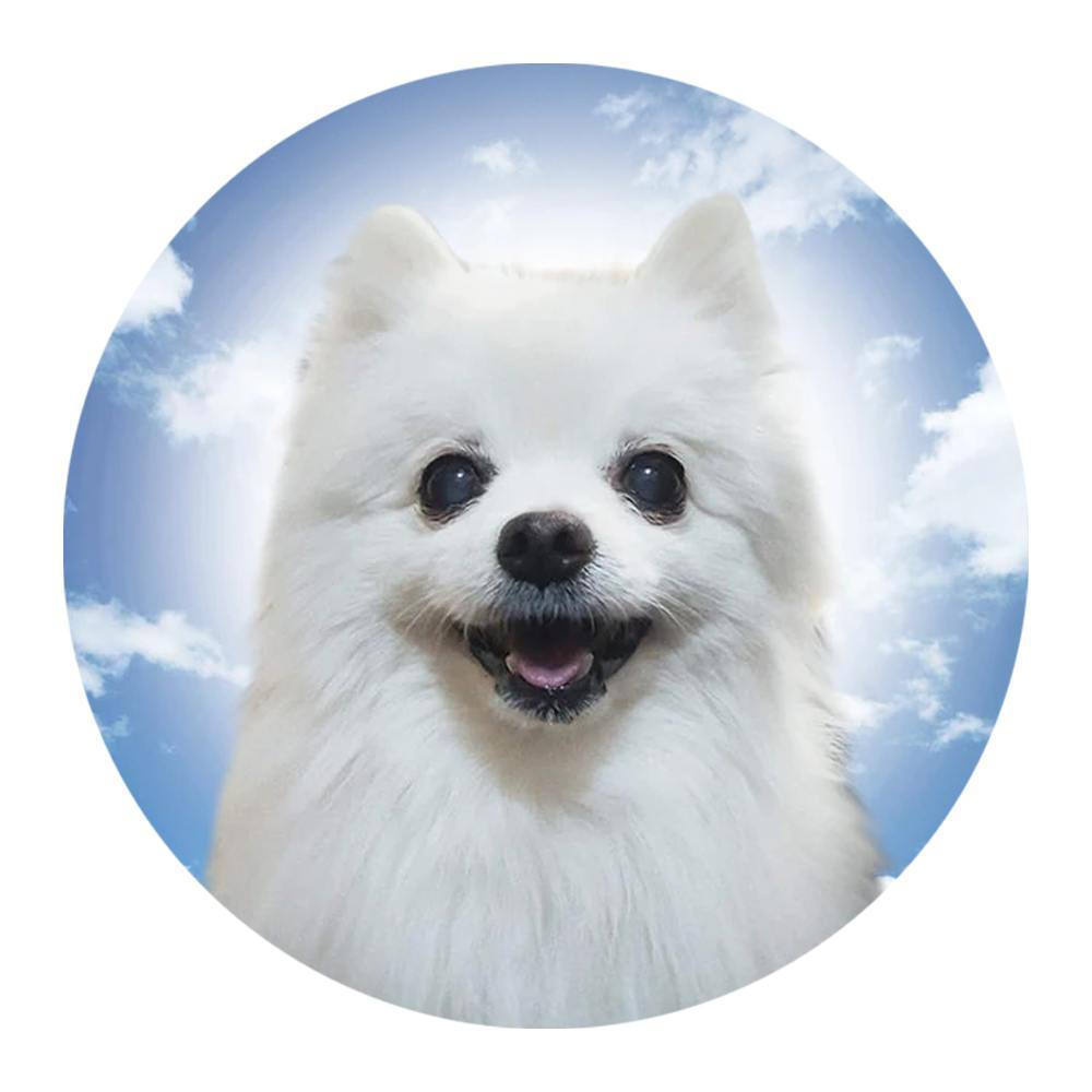 BORK Coin: Stay Ahead in MEME Coin World with BORK Updates