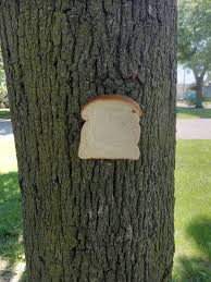 BOT Coin: Bread On Tree MEME Coin - Your Slice of Growing MEME Coins