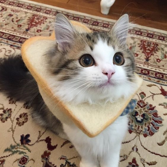 BREADY Coin: The Cutest Bread Cat MEME Coin on Solana!