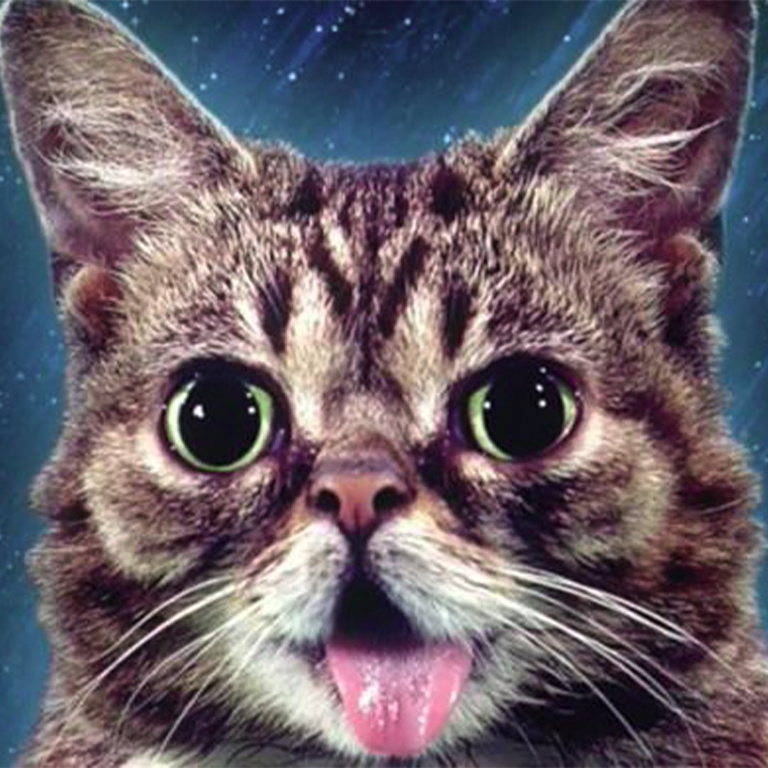 BUB Coin: The MEME Coin Inspired by Lil Bub - Join the Crypto Revolution!