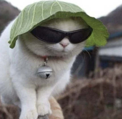 CAB Coin: Surreal Cabbage Cat Meme Coin & Crypto Fun!