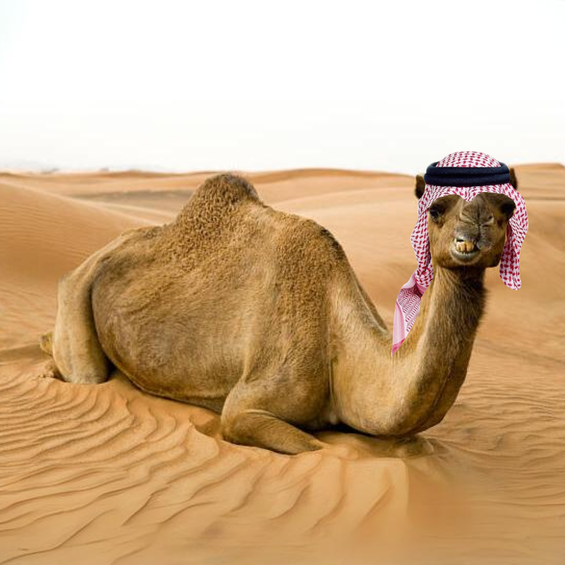 CAMU Coin: The Camel MEME Coin - Ride the Dunes, Join the Revolution!