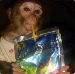 Capri: The ultimate MEME Coin for monkey-loving, trend-setting crypto enthusiasts - Caprisun Monkey