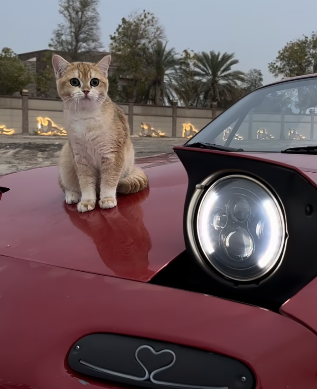 Car Coin: MEME Coin for Cat & Car Lovers – Join #CatOnCar Movement