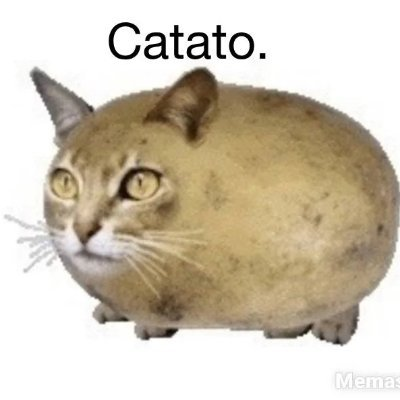 Catato Coin: The purrfectly quirky MEME Coin for catato lovers!