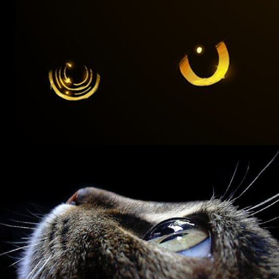 CATEYE Coin: The Latest MEME Coin Combining Feline Charm with Blockchain Tech