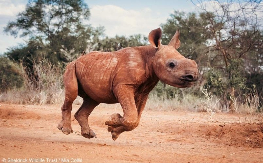 Chamboi: The Best MEME Coin. Adopt the orphaned endangered black rhino 🦏