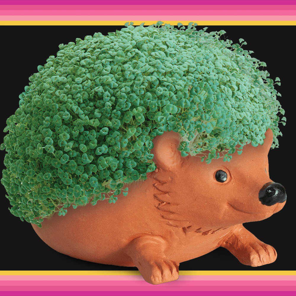 CHIA Coin: MEME Coin inspired by Chia Pet, grow your wallet today!