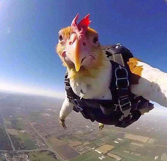 CHICKEN Coin: A Flying MEME Coin—Join the Fun with CHICKEN Coin! 🐔