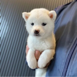 CHIRU Coin: Adorable MEME Coin White Shiba—Join the Fun Today!