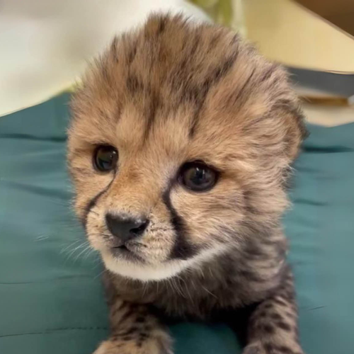 CHITO Coin: MEME Coin on MEME - Meet Chito, The Cheetah Cub!