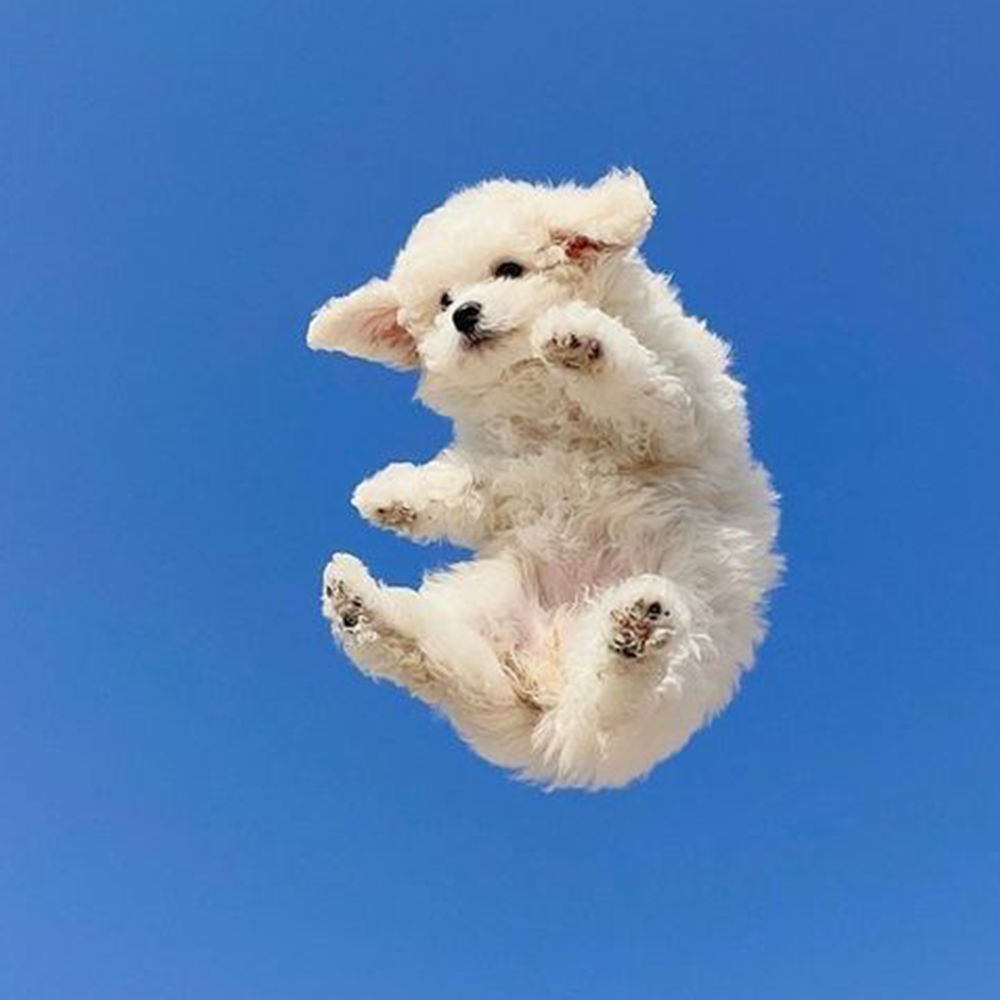 CLOUD Coin: MEME Coin Sky Sensation—Is it a Dog or a Cloud?