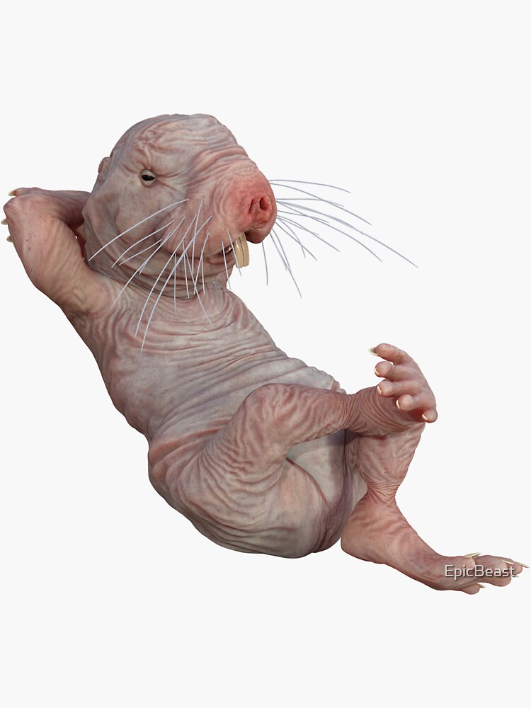 CNMR Coin: Unleash the MEME Coin 'Chilling Naked Mole Rat'