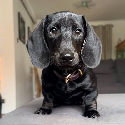 coal: Coldest Sausage Dog MEME Coin - Dive into the Hottest coal Coin