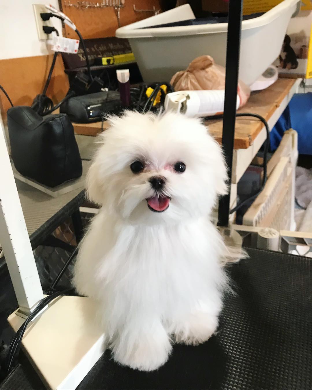 Coco Coin: Cutest Maltese Dog MEME Coin on Solana - Stay Ahead of Trends!