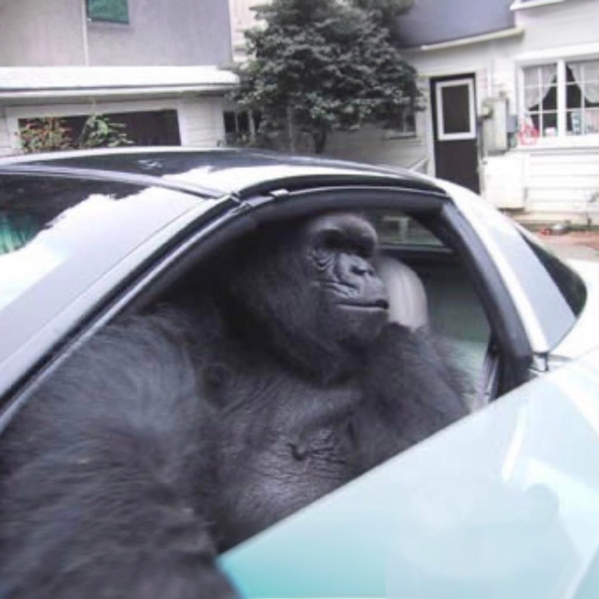 COUPE Coin: Join the MEME Coin Revolution - Gorilla In A Coupe! 🚗🦍