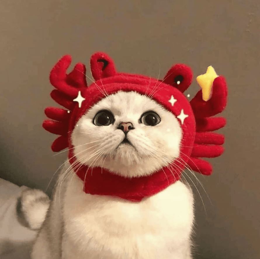 CRAB Coin: CrabbyCatty's Top MEME Coin Pick Making Waves on Raydium