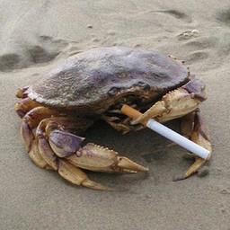 Crabs Coin: MEME Coin Inspired by Smoking Crabby - Join the Craze!