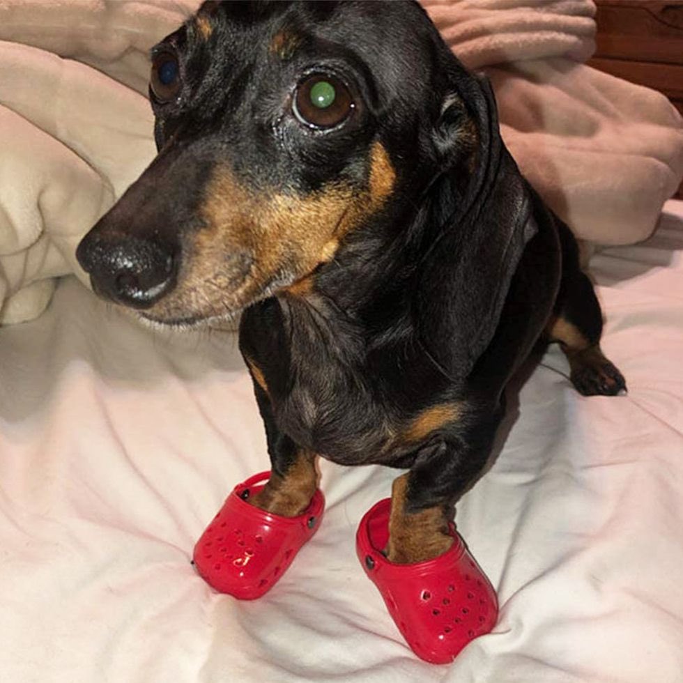 dogwifcrocs: Ultimate MEME Coin for Dog Lovers - Join the 'dog WIF crocs' Community Today!'