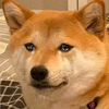 CRYING Coin: The Next Big MEME Coin Inspired by Crying Dog & Dev