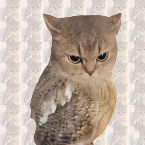 CTO Coin: The Ultimate MEME Coin - Cat Turned Owl, Dive into MEME Fun!