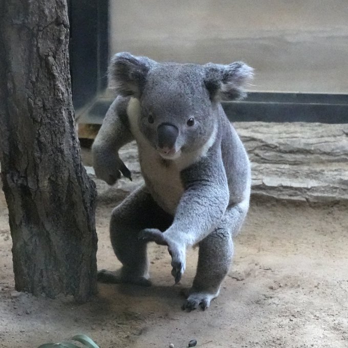 Daifuku: Join the MEME Coin revolution and embrace the adorable viral koala Coin!