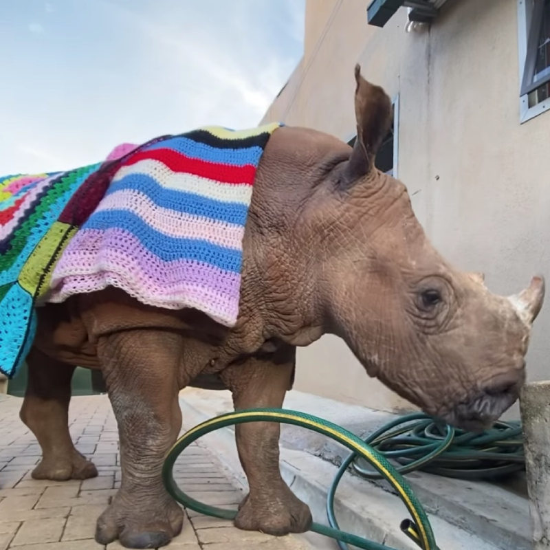 DAISY Coin: Join the MEME Coins revolution - Wildlife conservation with Daisy the Rhino 🦏